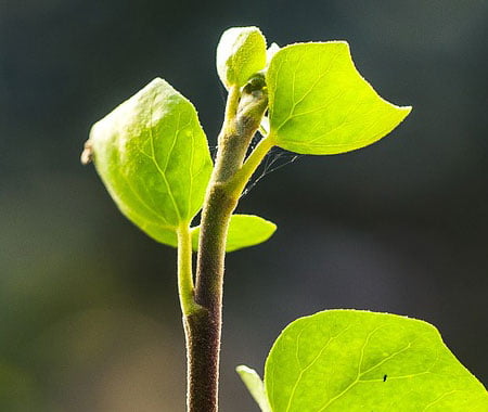 ריסוס לגינה נגד עשבים